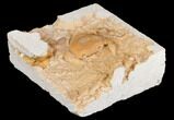 Fossil Crab (Potamon) Preserved in Travertine - Turkey #145052-3